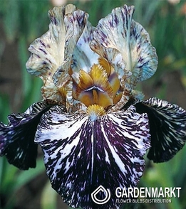 Iris Germanica Schwertlilie In a Flash 1 St.