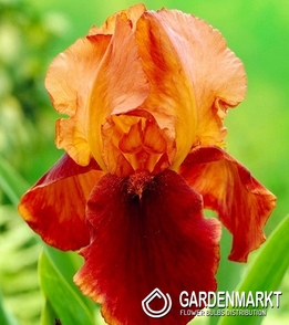 Iris Germanica Schwertlilie Natchez Trace 1 St.