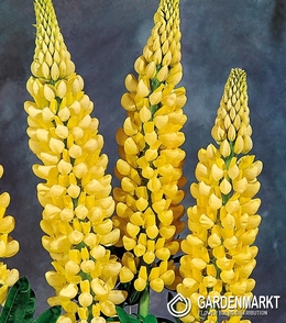 Lupine-Lupinus Dekorativ Chandelier 1 St.