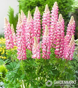 Lupine-Lupinus Dekorativ The Chatelaine 1 St.