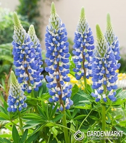 Lupine-Lupinus Dekorativ The Governor 1 St.