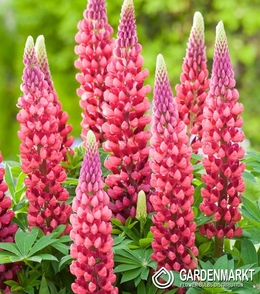 Lupine-Lupinus Dekorativ The Pages 1 St.