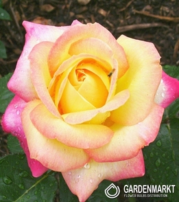 Mehrblütigen Rose Gelb-Rosa 1 St.