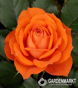 Mehrblütigen Rose Teecolor 1 St.