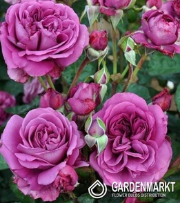Mehrblütigen Rose Violett 1 St.