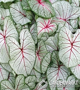Caladium - Fantasy 1 St.