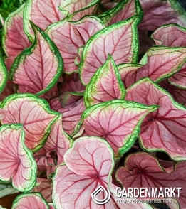 Caladium Florida Sweetheart 1 St.