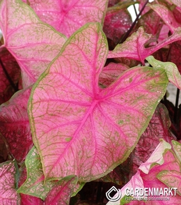 Caladium Frannie Munson 1 St.