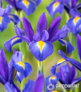 Holländische Iris Valentine 10 St.