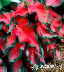 Caladium Red Ruffles 1 St.