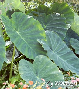 Colocasia Esculenta 1 st.