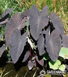 Colocasia Black Magic 1 st.