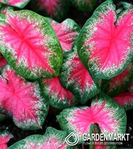 Caladium Rosebud 1 St.