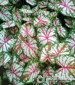 Caladium Tapestry 1 St.