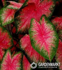 Caladium - Tequila Sunrise 1 St.