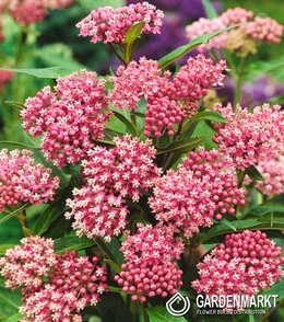 Asclepias Tuberosa Soulmate1 St.