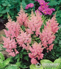 Astilbe-Prachtspiere America 1 St.