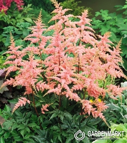 Astilbe-Prachtspiere Bressingham Beauty1 St.