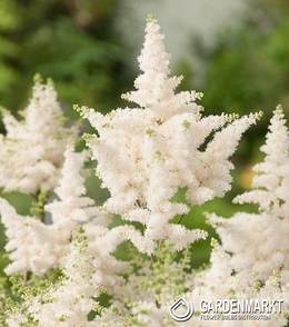 Astilbe-Prachtspiere Diamant 1 St.