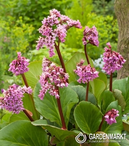 Bergenia Cordifolia Purpurea 1 st.