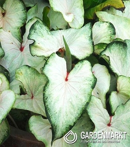 Caladium - White Wing 1 St.