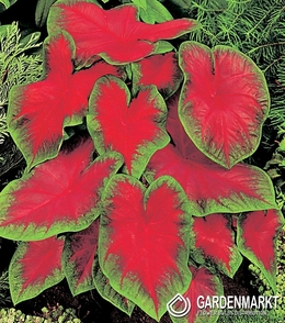 Caladium Freida Hemple 1 St.