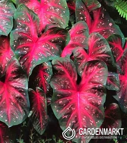 Caladium  Red Flash 1 St.