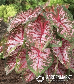 Caladium Carolyn Whorton 1 St.