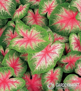 Caladium Pink Beauty 1 St.