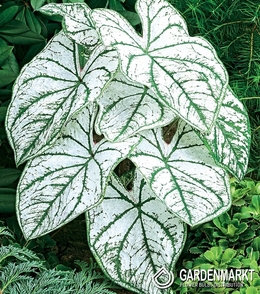 Caladium Candidum Sr. 1 St.