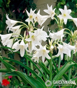 Crinum Album 1 St.