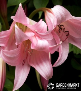 Crinum Powellii 1 St.