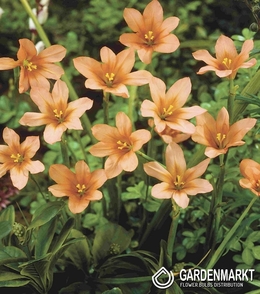 Moraea Flaccida - Homeria 10 St.