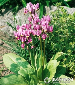 Dodecatheon Meadia 1 St.