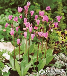 Dodecatheon Meadia - Queen Victoria 1 St.