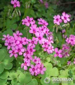 Oxalis Rubra 3 St.