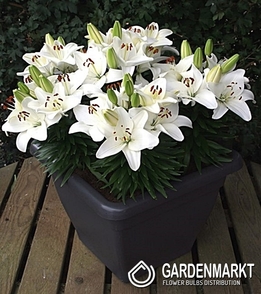 Asiatische Lilie Klein Happy Snow1 St.