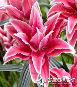Gefüllte Lilie Roselily Doria 1 St.
