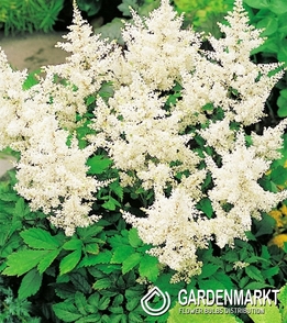 Astilbe-Prachtspiere Creme 1 St.