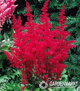 Astilbe-Prachtspiere Red 1 St.