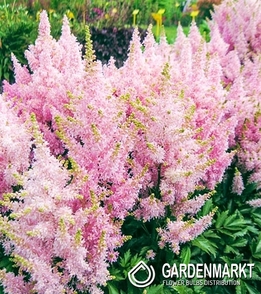 Astilbe-Prachtspiere Pink 1 St.