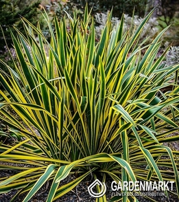 Yucca Filamentosa Bright Edge 1 St.