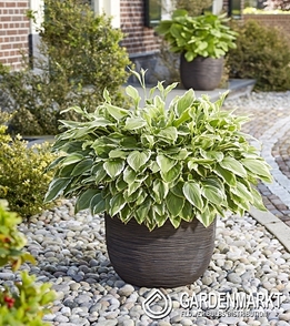 Hosta-Funkia Albomarginata 1 St.