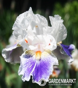 Iris Germanica Schwertlilie American Patriot 1 St.