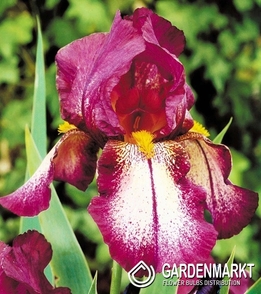 Iris Germanica Schwertlilie Attention Please1 St.