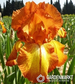 Iris Germanica Schwertlilie Autumn Echo 1 St.