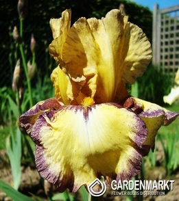 Iris Germanica Schwertlilie Bullwinkle 1 St.