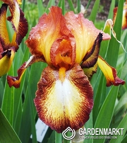 Iris Germanica Schwertlilie Oklahoma Spreckles 1 St.