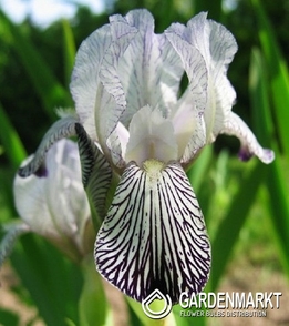 Iris Germanica Schwertlilie Oklahoma Variegata Reginae 1 St.