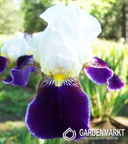 Iris Germanica Schwertlilie Oklahoma Wabash 1 St.
